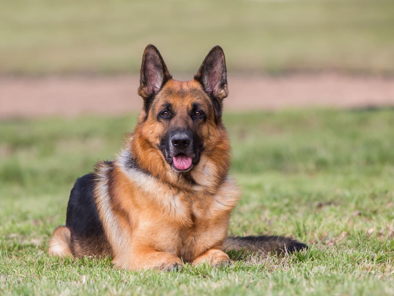 Security Dogs – Security Dogs for Ultimate Protection: Expert Services by ISA Support Services